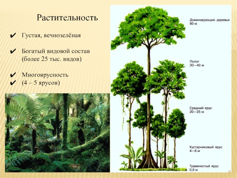 Растительность Густая, вечнозелёная  Богатый видовой состав (более 25 тыс. видов)
