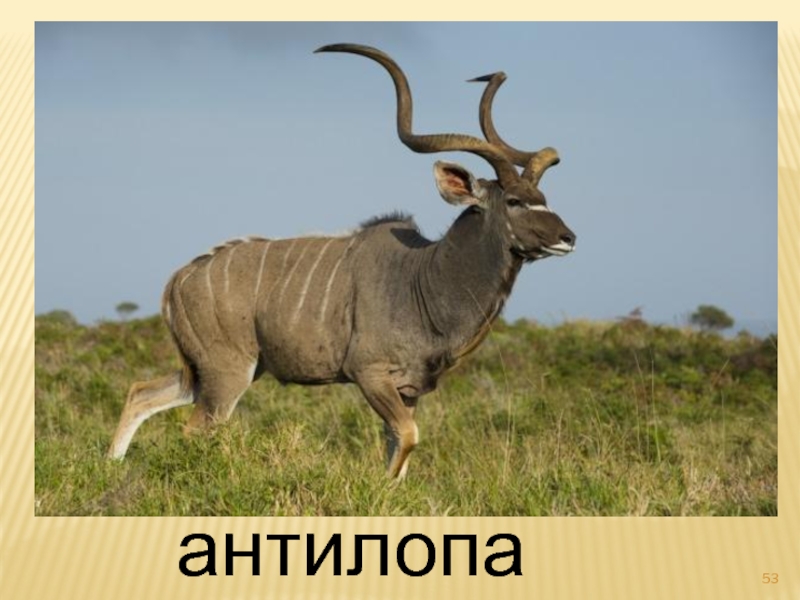 антилопа куду