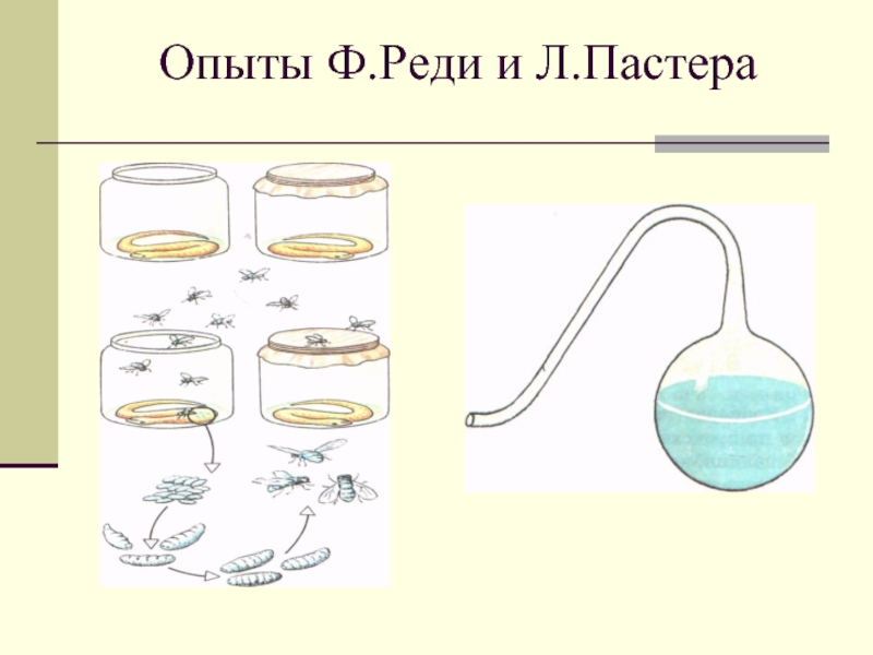 На рисунке показан опыт. Опыты ф реди и л Пастера. Опыт Луи Пастера и Франческо реди. Теория самозарождения жизни.опыты ф.реди и Луи Пастера. Опыт Франческо реди.