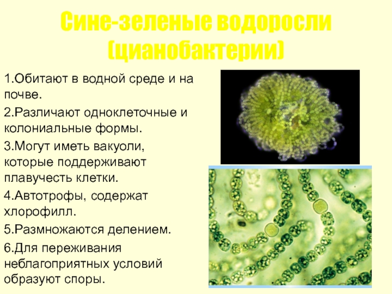 Сине-зеленые водоросли (цианобактерии) 1.Обитают в водной среде и на почве.  2.Различают