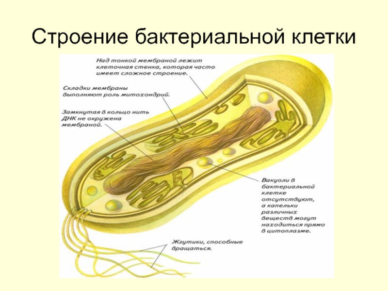Строение бактериальной клетки