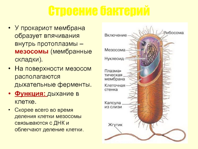 Строение бактерий  У прокариот мембрана образует впячивания внутрь протоплазмы – мезосомы