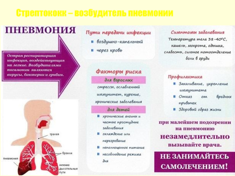 Стрептококк – возбудитель пневмонии