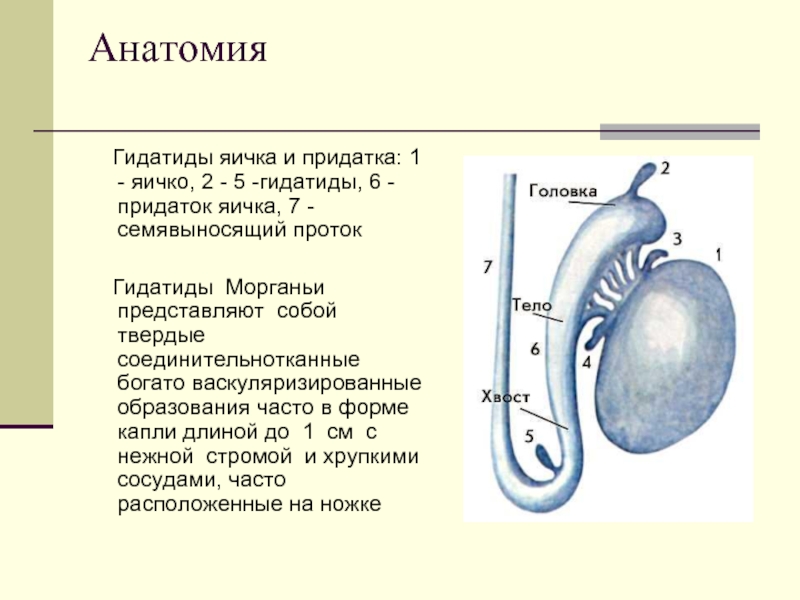 Анатомия   Гидатиды яичка и придатка: 1 - яичко, 2