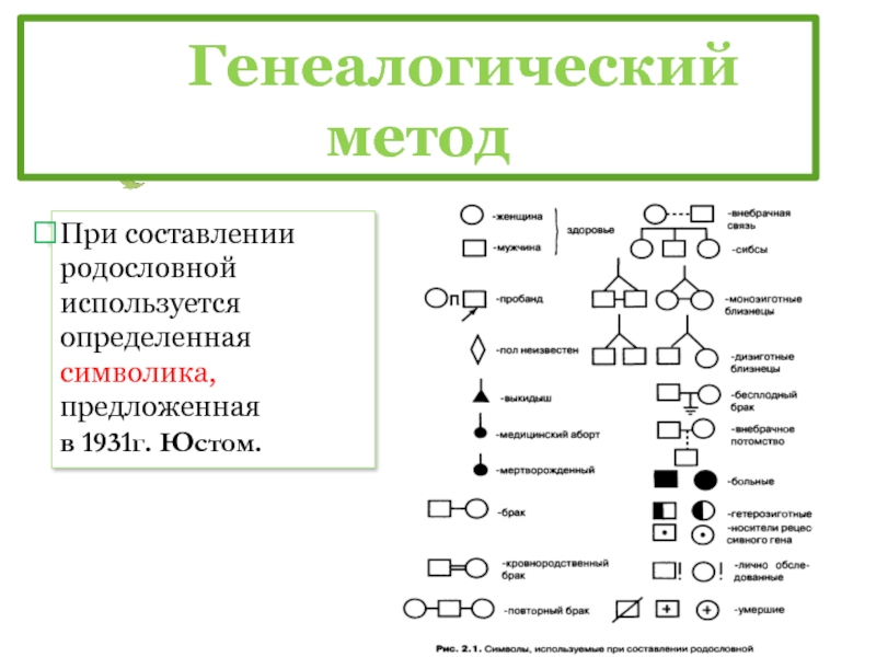 План составления родословной генетика