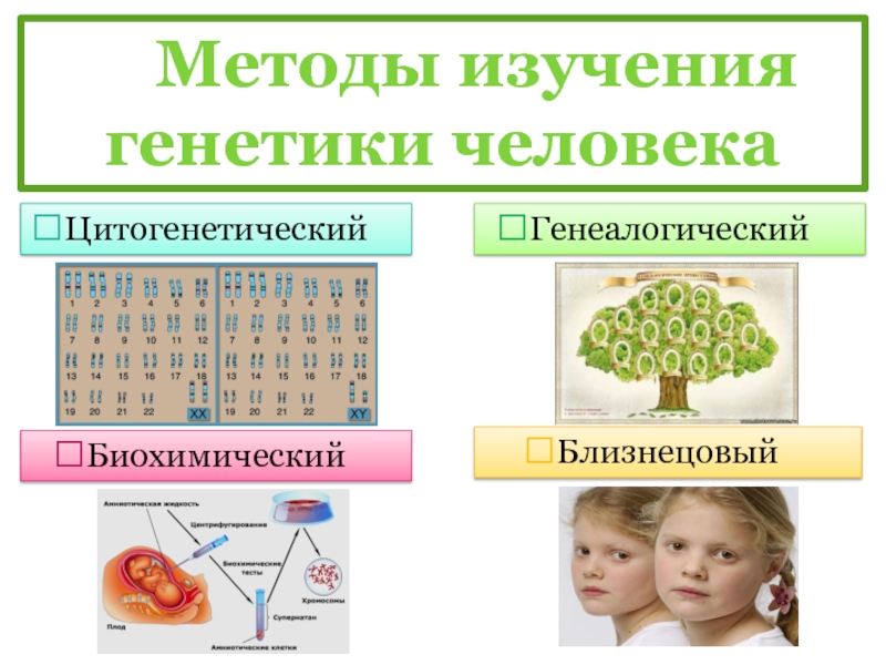 Генетика интеллекта презентация