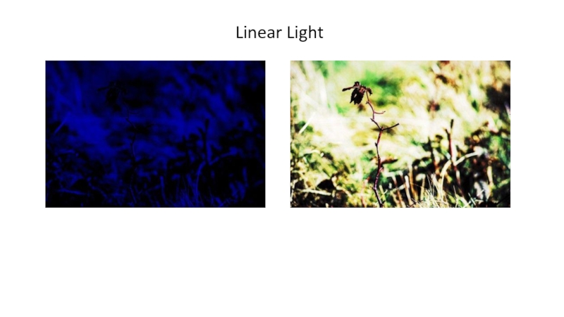 Linear Light  