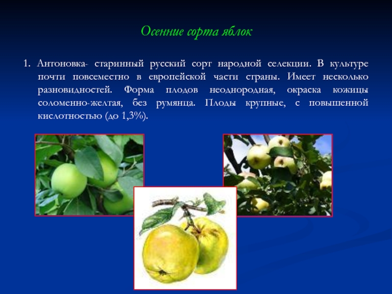 Осенние сорта яблок  1. Антоновка- старинный русский сорт народной селекции. В