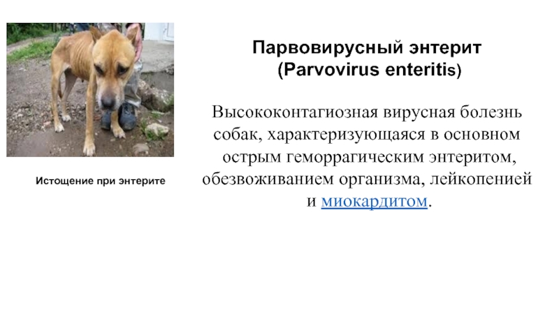 Парвовирусный энтерит (Parvovirus enteritis)Высококонтагиозная вирусная болезнь собак, характеризующаяся в основном острым