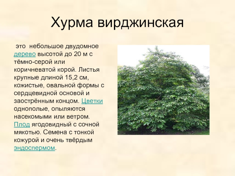 Хурма вирджинская это небольшое двудомное дерево высотой до 20 м с тёмно-серой