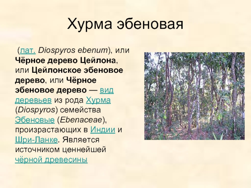 Хурма эбеновая (лат. Diospyros ebenum), или Чёрное дерево Цейлона, или Цейлонское эбеновое дерево,