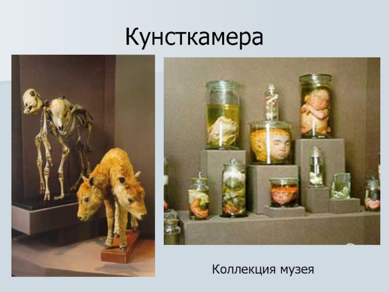 Кунсткамера Коллекция музея