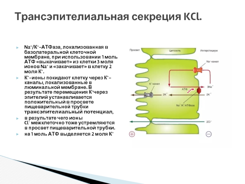 Трансэпителиальная секреция KCl. Na+/К+-АТФаза, локализованная в базолатеральной клеточной мембране, при использовании 1