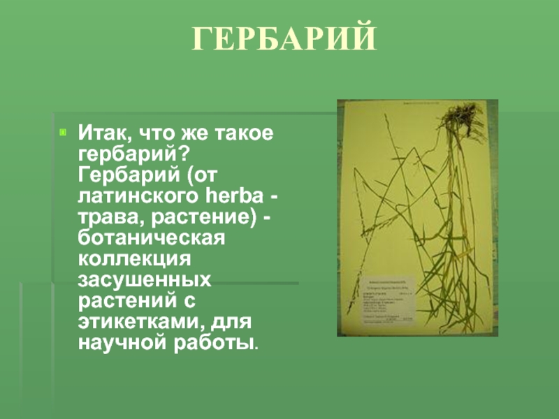 Слово гербарий. Презентация гербарий. Слайд на тему гербарий. Гербарий с описанием. Проект гербарий.