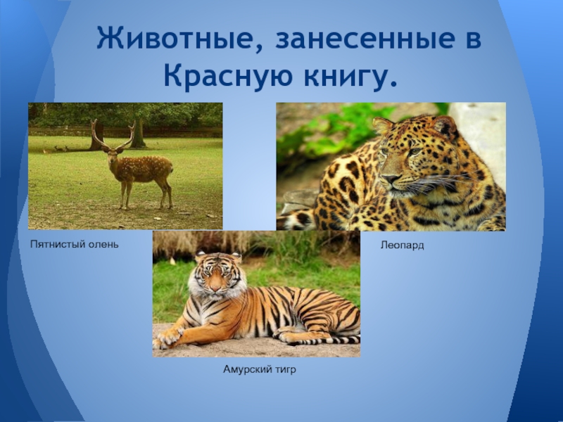 Животные, занесенные в Красную книгу.ЛеопардПятнистый оленьАмурский тигр