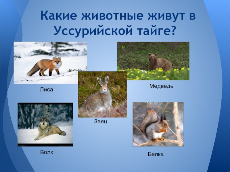Какие животные живут в Уссурийской тайге?ЛисаМедведьЗаяцВолкБелка