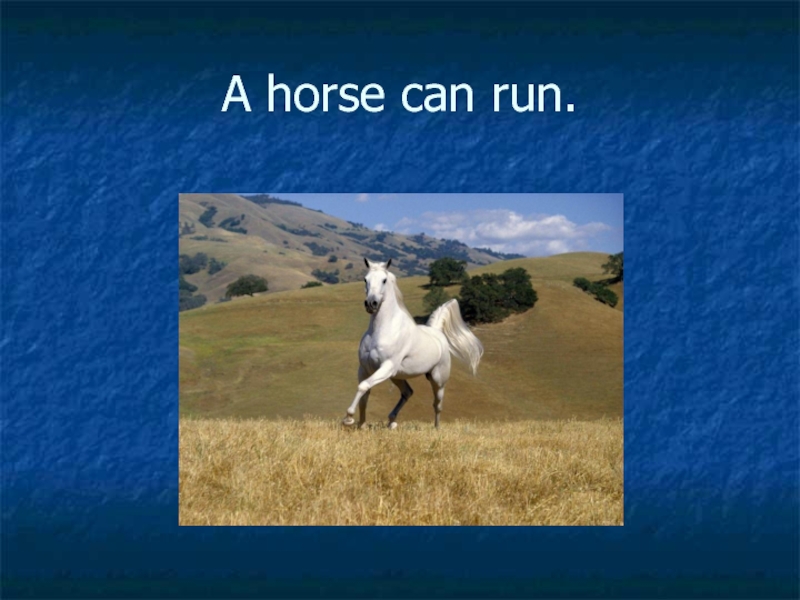 A horse can sing. A Horse can Run. A Horse can Run перевод на русский. I can Run like a Horse. Horse can Swim.