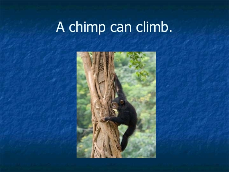 A chimp can sing. Monkey can Climb. A Chimp can Climb. Who can Climb. Can Climb животные.
