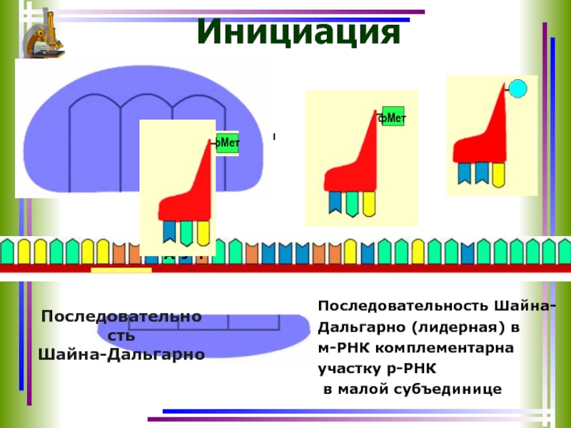 ПоследовательностьШайна-ДальгарноИнициацияПоследовательность Шайна-Дальгарно (лидерная) в м-РНК комплементарна участку р-РНК в малой субъединице