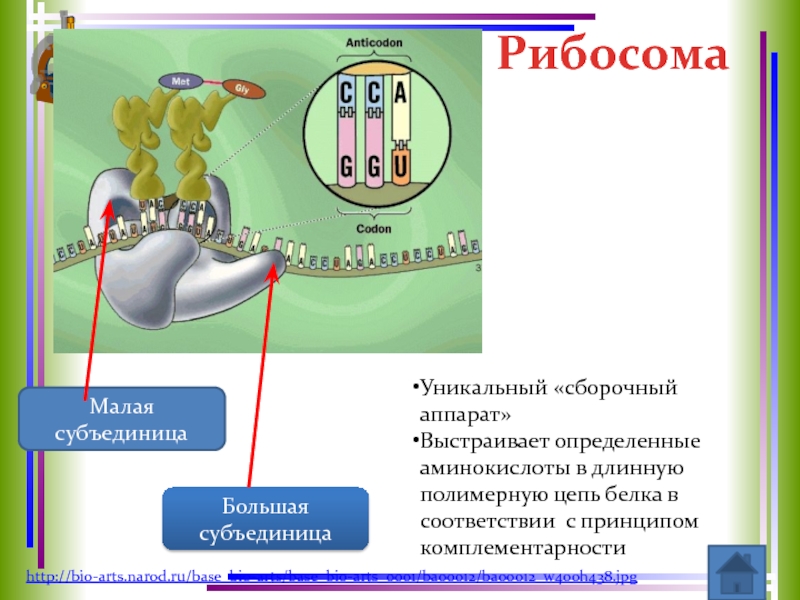 РибосомаМалая субъединицаБольшая субъединицаУникальный «сборочный аппарат»Выстраивает определенные аминокислоты в длинную полимерную цепь белка