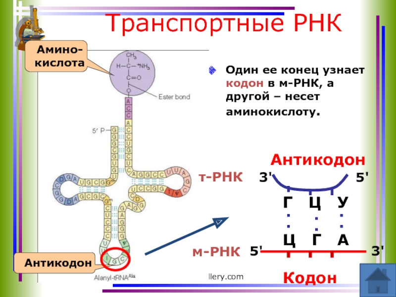 www.themegallery.com  Транспортные РНКОдин ее конец узнает кодон в м-РНК, а другой – несет аминокислоту.3'