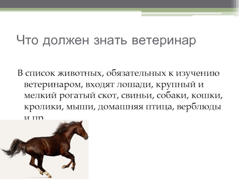 Что должен знать ветеринарВ список животных, обязательных к изучению ветеринаром, входят лошади,