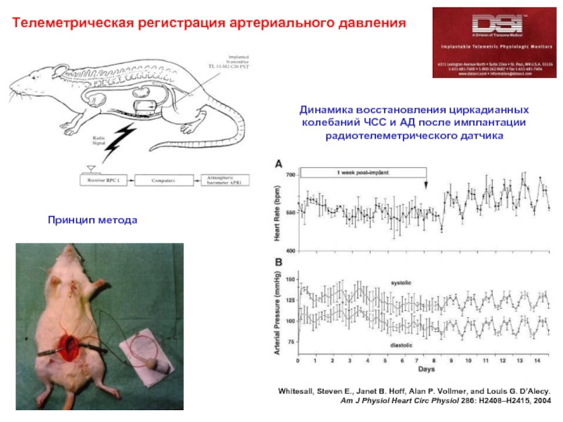 Частота мыши. Частота сердечных сокращений у крысы в норме. Артериальное давление для мышей. Артериальное давление у крыс. Частота сердечных сокращений у крыс.