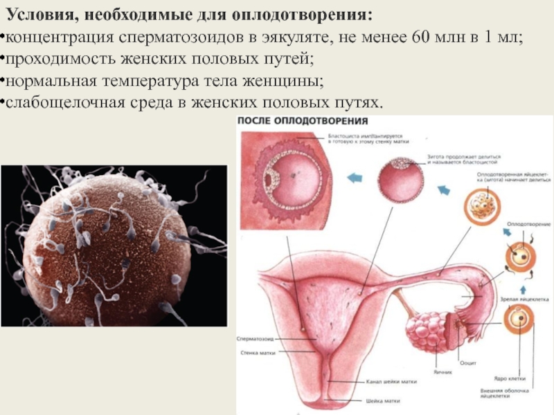 Путь оплодотворения. Условия необходимые для оплодотворения. Оплодотворение женщины. Условия для оплодотворения яйцеклетки. Условия необходимые для оплодотворения биология.