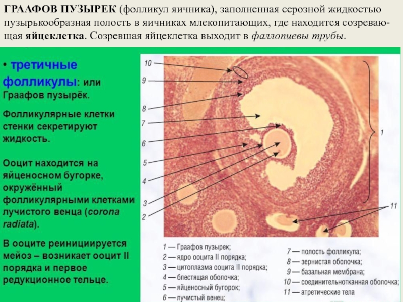 Яйцеклетка в фолликуле фото