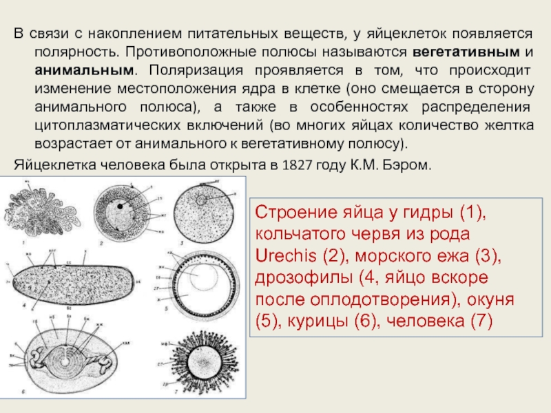 Запас питательных веществ находится в. Анимальный полюс яйцеклетки. Вегетативный и анимальный полюс яйцеклетки. Строение яйцеклетки вегетативный полюс. Оплодотворенная яйцеклетка.