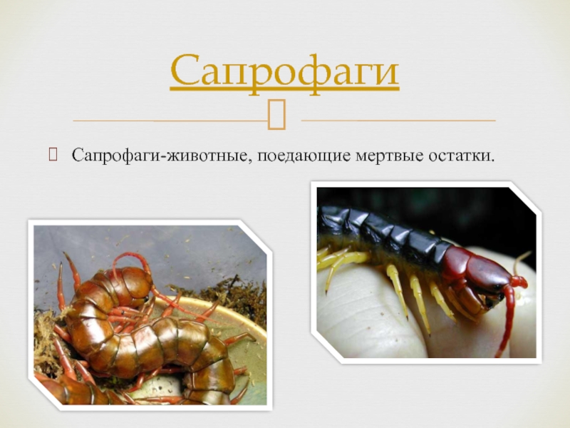 Сапрофаги-животные, поедающие мертвые остатки.Сапрофаги