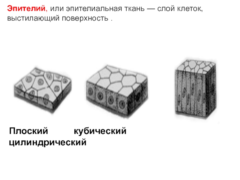 Плоский кубический цилиндрический эпителий