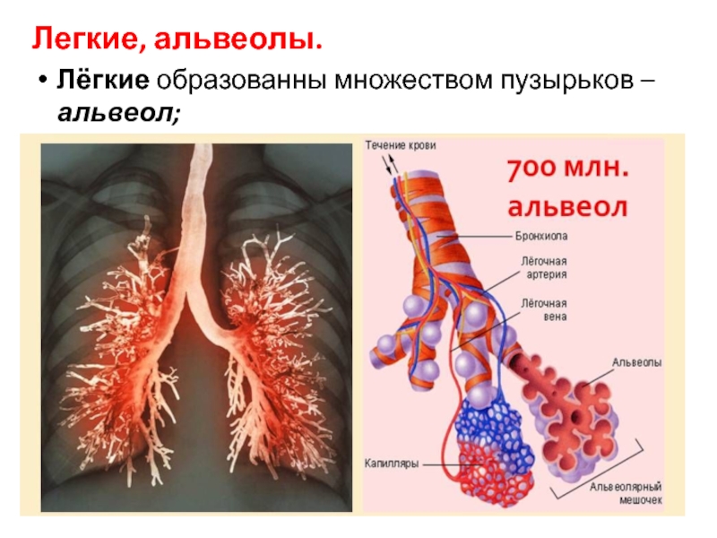 Картинки альвеолы легких