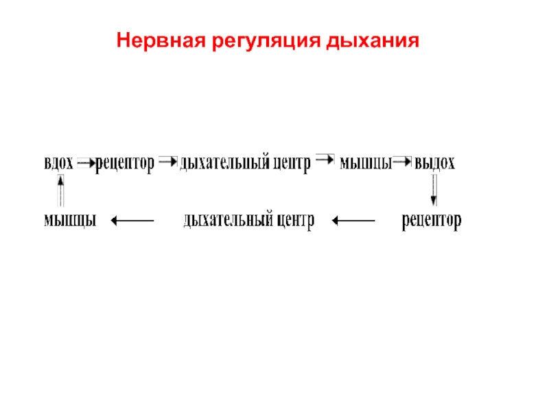 Составить схему регуляции дыхания