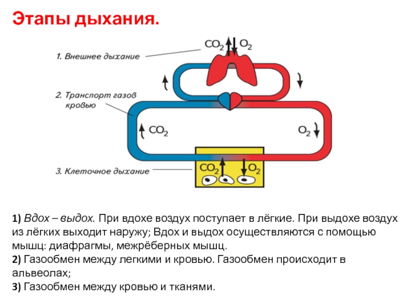 Установите этапы дыхания