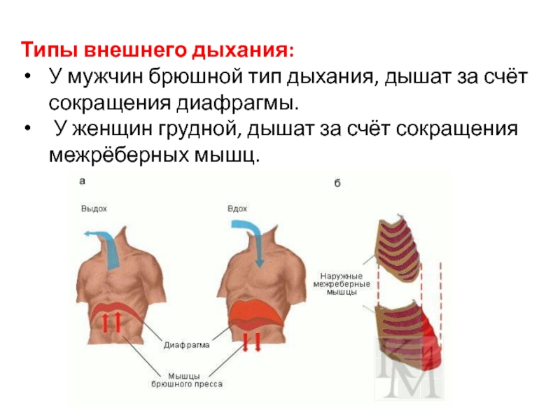 При выдохе сокращается диафрагма