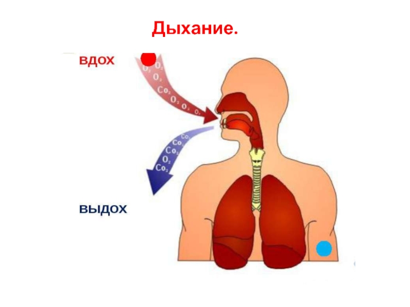 Дыхание и его значение органы дыхания. Что мы выдыхаем из легких. Дышат или дышут. Мы дышим Гитлером.