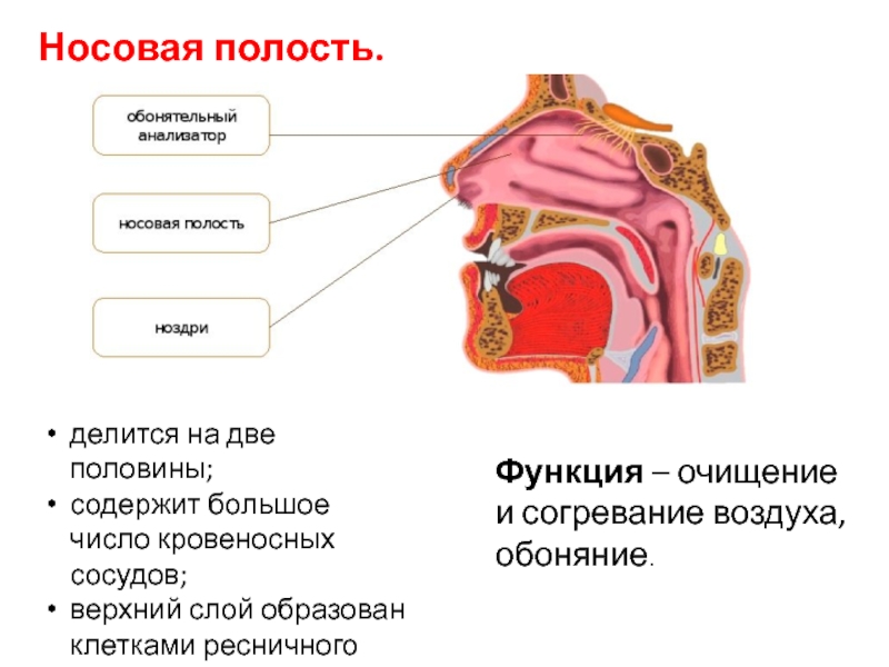 Функции носовой полости