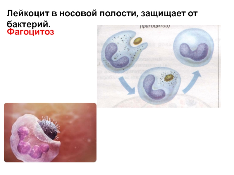 Явление фагоцитоза открыл русский ученый. Фагоцитоз бактерий. Защита от фагоцитоза у бактерий. Открытие фагоцитоза. Фагоцитоз лейкоцитов.