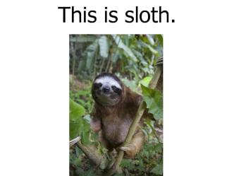 This is sloth