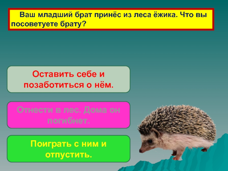 Ваша младшая. Ваш младший брат принес из леса ежика что вы посоветуете брату. Предложения про Ёжика в лесу. Отличие африканского ежа от лесного. Я принёс из леса ежа.