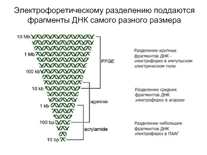 Метод разделения фрагментов днк. Методы разделения фрагментов ДНК.. Электрофоретическое Разделение фрагментов ДНК.