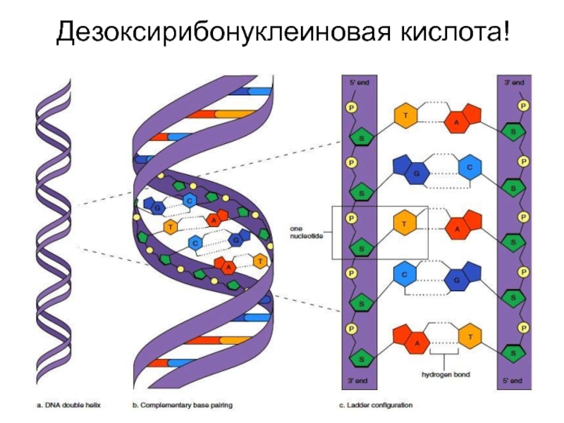 Молекула днк рисунок. Двойная спираль ДНК строение. Структура молекулы ДНК. Структура молекулы ДНК схема. Строение Цепочки ДНК.