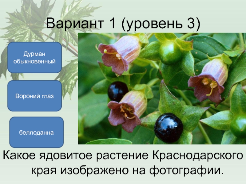 Вариант 1 (уровень 3) беллоданнаДурман обыкновенныйВороний глазКакое ядовитое растение Краснодарского края изображено на фотографии.