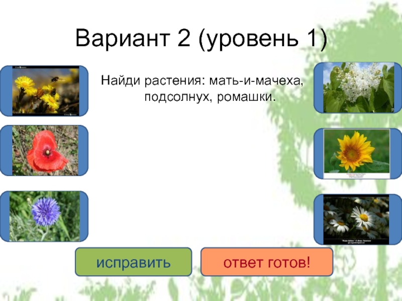 Вариант 2 (уровень 1) Найди растения: мать-и-мачеха, подсолнух, ромашки.ДАДАДАНЕТНЕТНЕТисправитьответ готов!