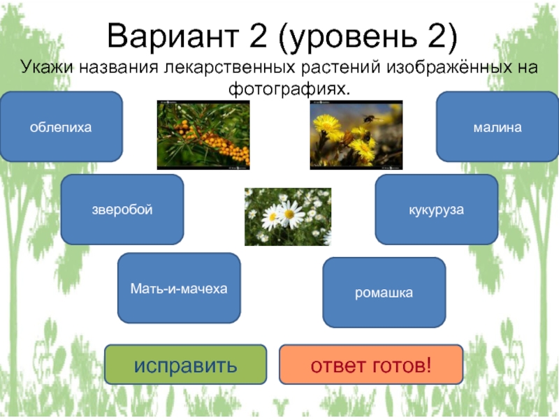Вариант 2 (уровень 2) Укажи названия лекарственных растений изображённых на фотографиях.облепихаМать-и-мачехаромашказверобоймалинакукурузаисправитьответ готов!