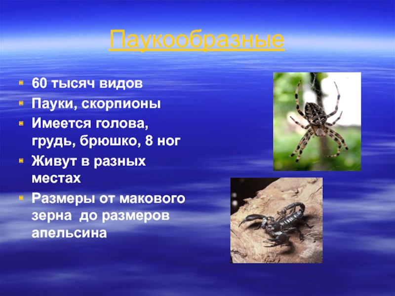 Окружающий мир 3 класс разнообразие животных презентация. Паукообразные презентация. Разнообразие животных 3 класс окружающий. Животные класса паукообразные. Паукообразные 3 класс.