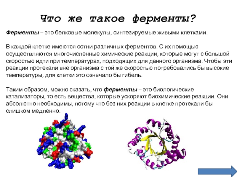 Фибриллярный структурная амилаза б ферментативная. Ферменты это. Химическая структура ферментов. Ферменты примеры. Ферменты белковые молекулы.
