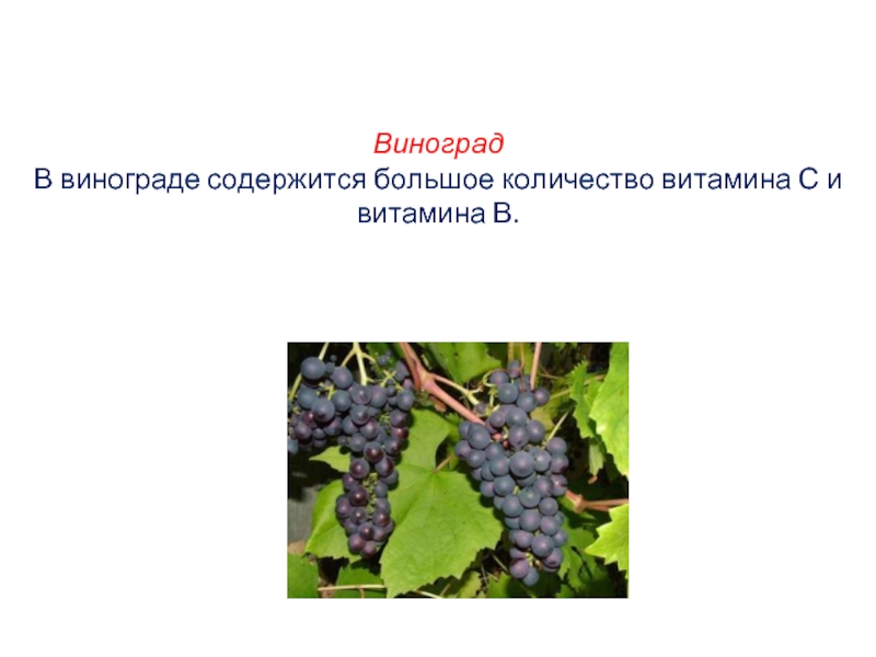 Виноград  В винограде содержится большое количество витамина С и витамина В.