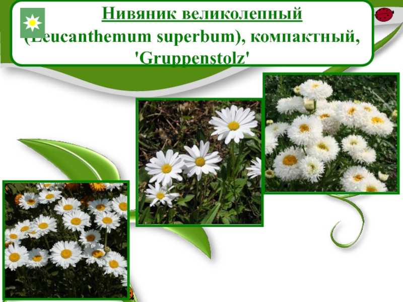 Нивяник великолепный (Leucanthemum superbum), компактный, 'Gruppenstolz'
